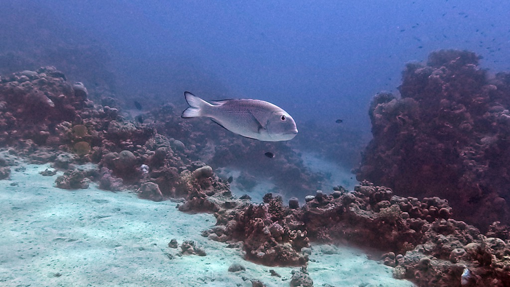 dive08