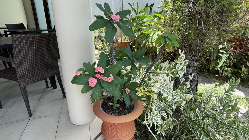 flowers02