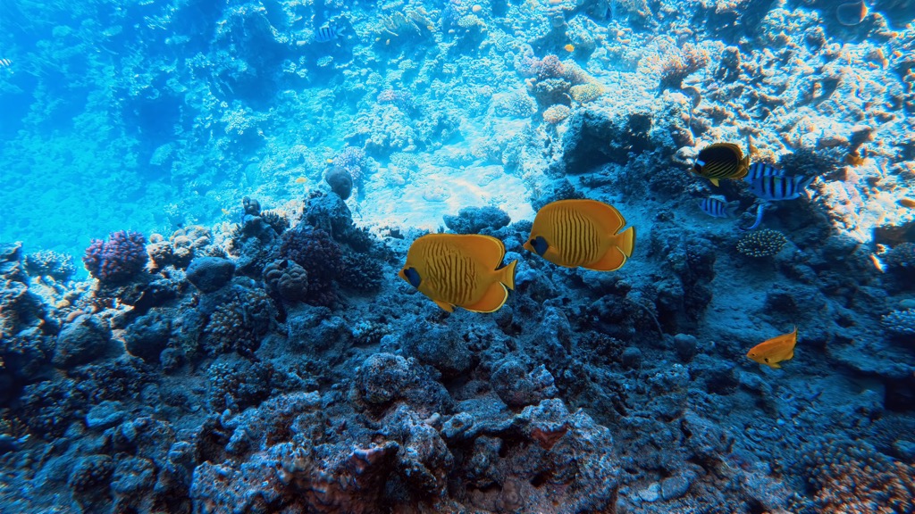 dive04