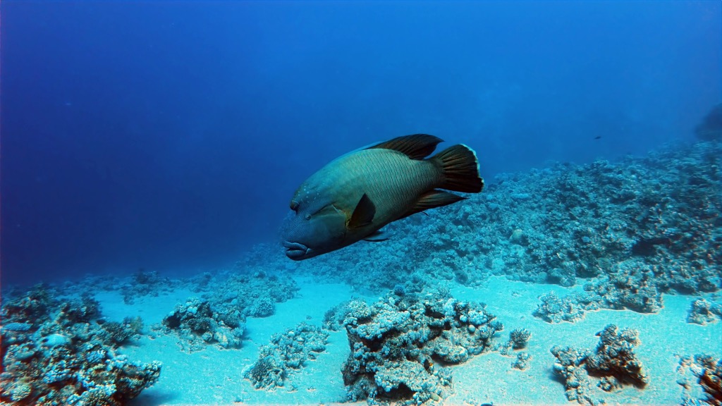 dive12